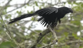 smooth-billed ani