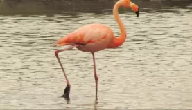 flamingo, Cerro Dragon, Santa Cruz