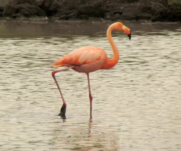 flamingo, Cerro Dragon, Santa Cruz