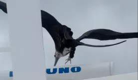 young frigatebird tries to land on revolving radar scanner