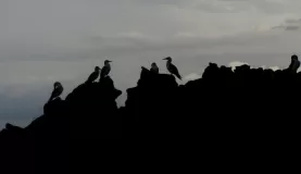 boobies in silhouette