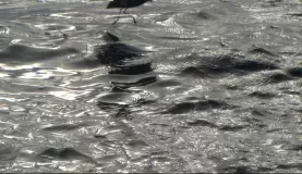storm petrel walking on water