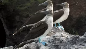 blue footed boobies, eyes right 