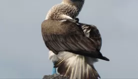 blue footed booby looking like a booby
