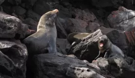 Galapagos fur sea lions