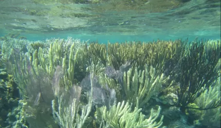 Snorkeling the reef at the Blue Hole