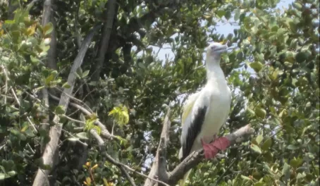 Red Footed-Booby on Half Moon Caye