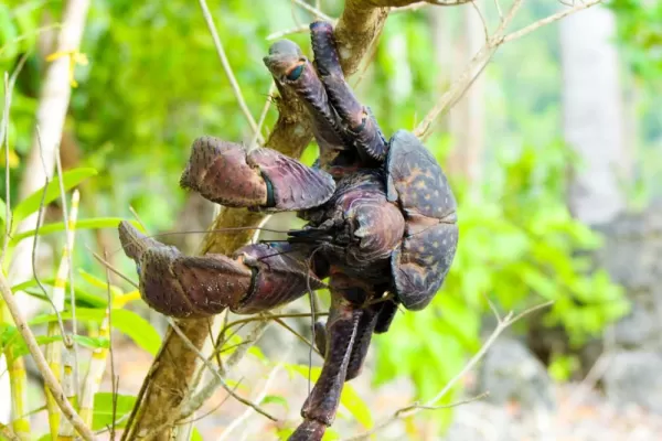 Coconut Crab in Sorong, Indonesia