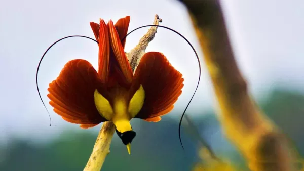 Birds of Paradise in Sorong, Indonesia