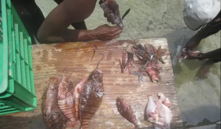 Local fishermen cleaning the invasive lion fish they just caught