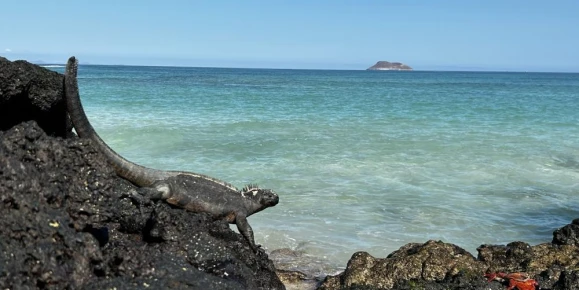 Marine Iguana looking at Las Bachas Beach on Santa Cruz Island, Galapagos
