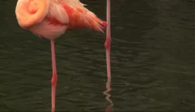 Flamingos on Rabida