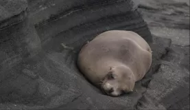 sea lion couch
