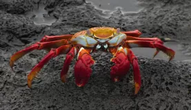 Sally Light-Foot Crab