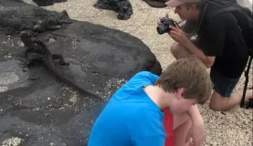 photographing iguanas
