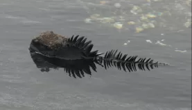 swimming iguana