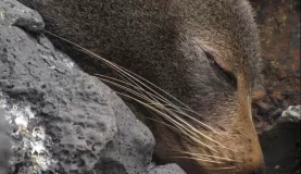 sleeping fur sea lion