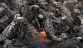 crab on an iguana pile