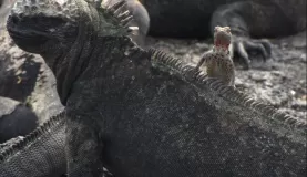 A lava lizard catches a ride on the back of a marine iguana