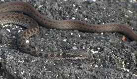 Galapagos snake