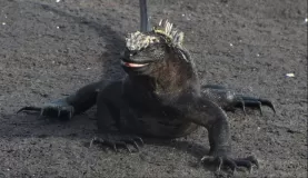 The smile of the marine iguana