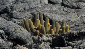 lava cactus, Fernandina