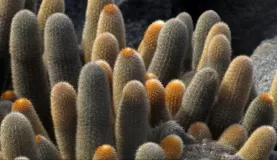 Lava cactus on Fernandia Island