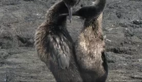 flightless cormorants court