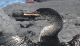 the sapphire eye of the cormorant