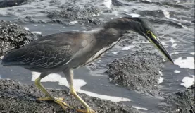 striated heron fishing