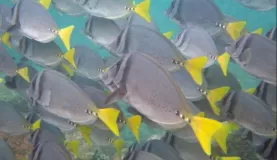 Surgeon fish seen while snorkeling in the Galapagos