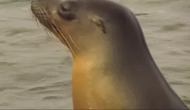 Watchful sea lion