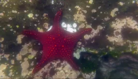 red sea star