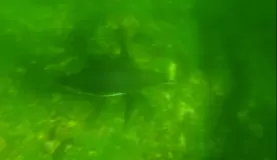 deep-diving penguin