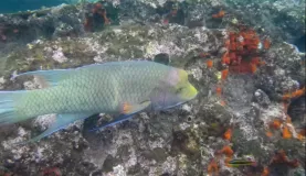 below the surface, Pinnacle Rock