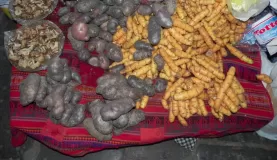 A few of the 3,000 kinds of potatoes