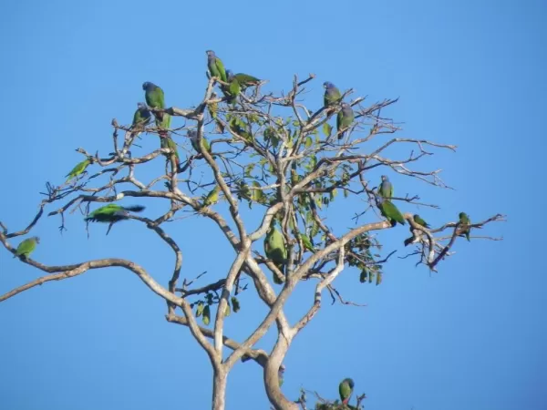 The "leaves of the tree" are blue-headed parrots