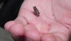 The tinniest tiny frog!