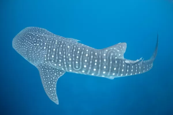 Whale Shark Gorontalo