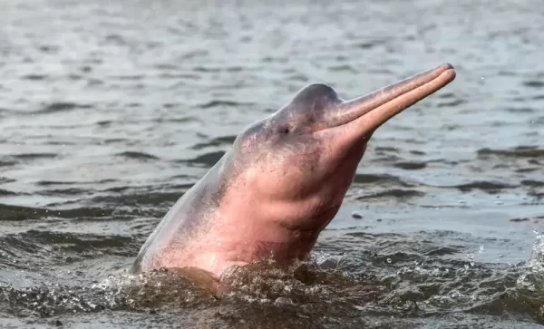 Pink River Dolphins
