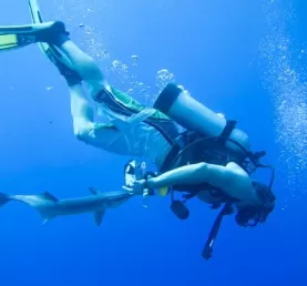 A diver gets a love bite from a remora