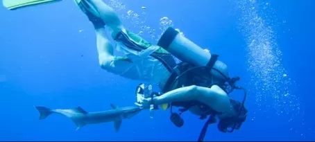 A diver gets a love bite from a remora