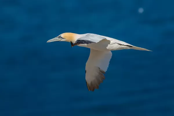 Northern Gannet