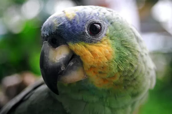 A beautiful and friendly parrot.