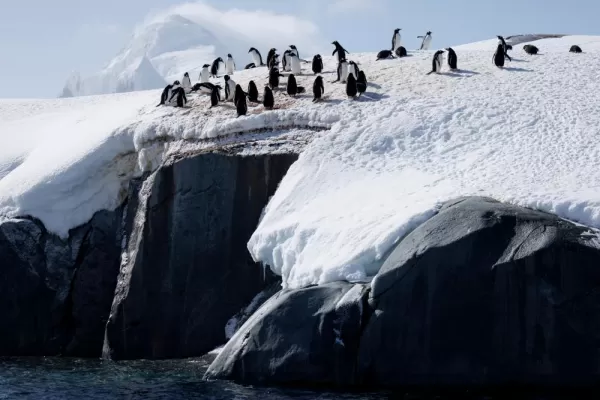 Flock of penguins in Antarctica