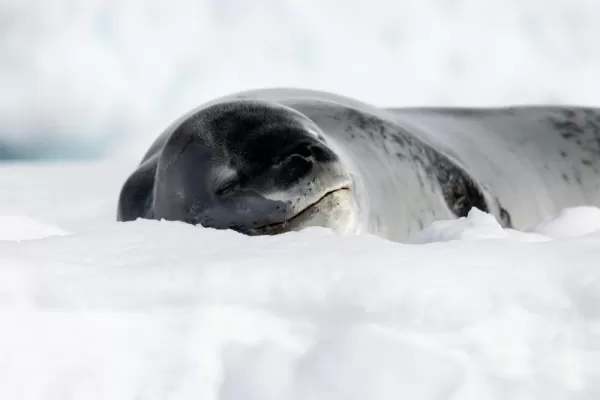 Sleeping leopard seal in Antarctica