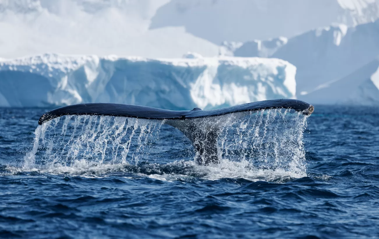 Whale in Antarctica