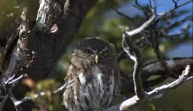 Pygmy owl