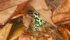 Frog Tirimbina Reserve - Sarapaqui