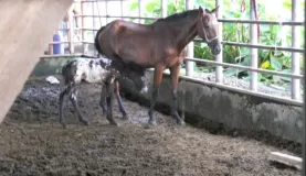New foal on our Arenal horseback ride